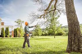 Best Palm Tree Trimming  in Riverdale, NJ